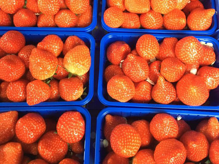 Geschmackvolles Beerenobst vom Großhandel Winter frisch bestellen
