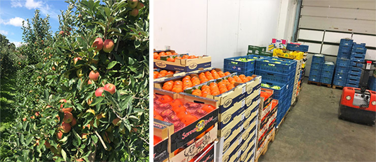 Regionales Obst und überregionale Frischeprodukte
